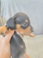 AKC Short Haired Girl - TEXT 520-254-7407 , a female Dachshund for sale in Casa Grande, AZ – 5 of 10