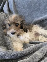 AKC Daisy's Bicolor Boy, TEXT 520-254-7407, a male Havanese for sale in Casa Grande, AZ – 3 of 10