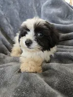AKC Black & White Female, a female Havanese for sale in Casa Grande, AZ – 2 of 9