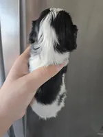 AKC Female - TEXT 520-254-7407 , a female Cavalier King Charles Spaniel for sale in Casa Grande, AZ – 7 of 9