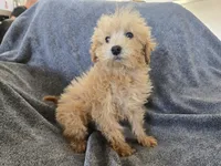 Lily's Red Female, a female Poodle - Miniature  for sale in Casa Grande, AZ – Photo 5 of 9