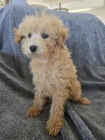 Lily's Red Female, a female Poodle - Miniature  for sale in Casa Grande, AZ – Photo 6 of 9