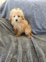 Lily's Red Female, a female Poodle - Miniature  for sale in Casa Grande, AZ – Photo 7 of 9