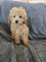 Lily's Red Female, a female Poodle - Miniature  for sale in Casa Grande, AZ – Photo 3 of 9