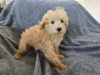 Lily's Red Female, a female Poodle - Miniature  for sale in Casa Grande, AZ – Photo 9 of 9