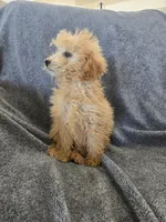 Lily's Red Female, a female Poodle - Miniature  for sale in Casa Grande, AZ – Photo 4 of 9