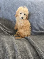 Lily's Red Female, a female Poodle - Miniature  for sale in Casa Grande, AZ – Photo 8 of 9