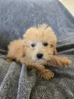 Lily's Red Female, a female Poodle - Miniature  for sale in Casa Grande, AZ – Photo 2 of 9