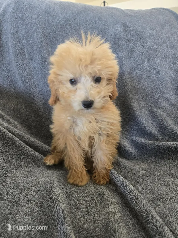 Lily's Red Female – Poodle - Miniature  puppy for sale in Casa Grande, AZ