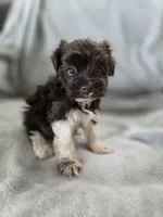 AKC Ava's Girl, TEXT 520-254-7407 , a female Havanese for sale in Casa Grande, AZ – 5 of 10