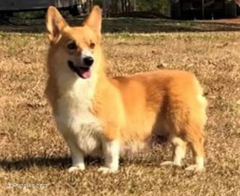 Full AKC Twix – Pembroke Welsh Corgi puppy for sale in Casa Grande, AZ