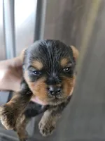 AKC Male Yorkie - TEXT 520-254-7407 , a male Yorkshire Terrier for sale in Casa Grande, AZ – 2 of 8