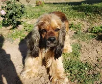 AKC Sable Girl, TEXT 520-254-7407, a female Cocker Spaniel for sale in Casa Grande, AZ – 8 of 9