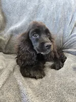 AKC Dora's Black Boy, Text 520-254-7407 , a male Cocker Spaniel for sale in Casa Grande, AZ – 4 of 10