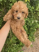 AKC Red Girl, a female Poodle - Miniature  for sale in Casa Grande, AZ – 3 of 9