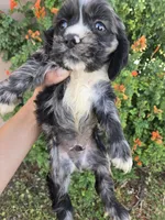 AKC Bonnie's Merle Boy, a male Cocker Spaniel for sale in Casa Grande, AZ – Photo 9 of 9