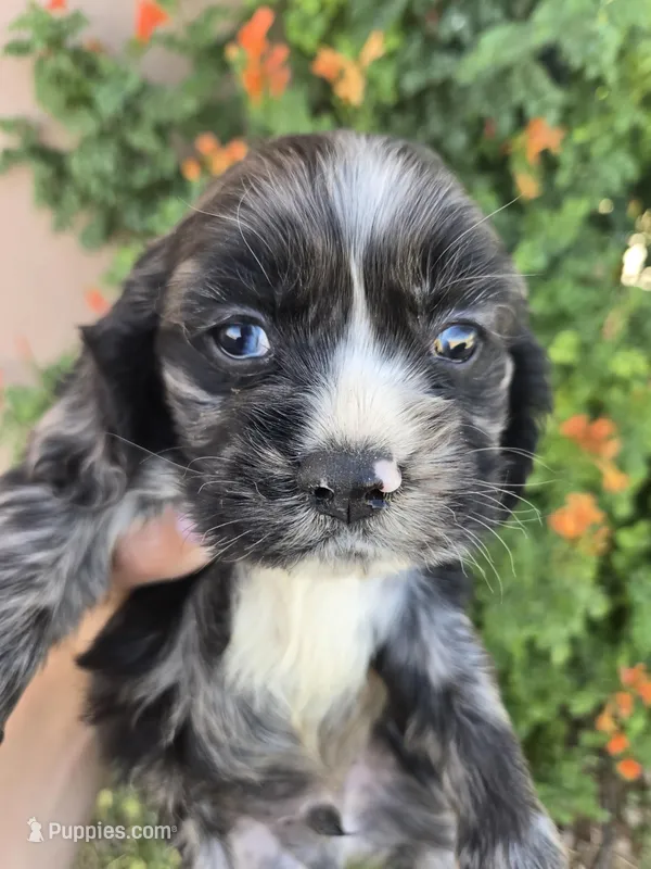 AKC Bonnie's Merle Boy – Cocker Spaniel puppy for sale in Casa Grande, AZ