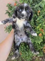 AKC Bonnie's Merle Boy, a male Cocker Spaniel for sale in Casa Grande, AZ – Photo 5 of 9