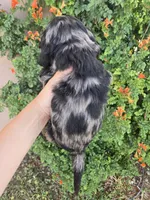 AKC Bonnie's Merle Boy, a male Cocker Spaniel for sale in Casa Grande, AZ – Photo 8 of 9