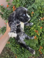 AKC Bonnie's Merle Boy, a male Cocker Spaniel for sale in Casa Grande, AZ – Photo 4 of 9