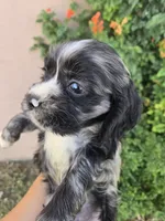 AKC Bonnie's Merle Boy, a male Cocker Spaniel for sale in Casa Grande, AZ – Photo 3 of 9