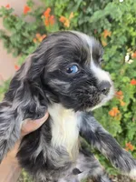 AKC Bonnie's Merle Boy, a male Cocker Spaniel for sale in Casa Grande, AZ – Photo 7 of 9