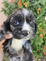 AKC Bonnie's Merle Boy, a male Cocker Spaniel for sale in Casa Grande, AZ – Photo 2 of 9