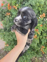 AKC Bonnie's Merle Boy, a male Cocker Spaniel for sale in Casa Grande, AZ – Photo 6 of 9