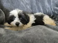 AKC Black & White Female, a female Havanese for sale in Casa Grande, AZ – 3 of 9