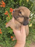 Pebbles' Boy, a  Dachshund for sale in Casa Grande, AZ – Photo 5 of 7