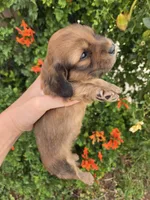 Pebbles' Boy, a  Dachshund for sale in Casa Grande, AZ – Photo 6 of 7