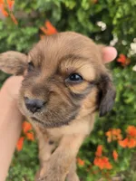 Pebbles' Boy, a  Dachshund for sale in Casa Grande, AZ – Photo 3 of 7