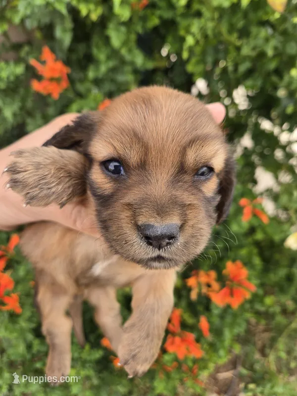 Pebbles' Boy – Dachshund puppy for sale in Casa Grande, AZ