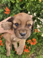 Pebbles' Boy, a  Dachshund for sale in Casa Grande, AZ – Photo 1 of 7