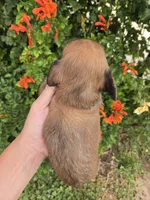 Pebbles' Boy, a  Dachshund for sale in Casa Grande, AZ – Photo 7 of 7