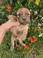 Pebbles' Boy, a  Dachshund for sale in Casa Grande, AZ – Photo 2 of 7