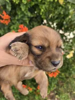 Pebbles' Boy, a  Dachshund for sale in Casa Grande, AZ – Photo 4 of 7