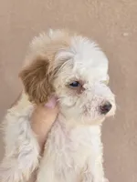 AKC Female, a female Poodle - Toy  for sale in Casa Grande, AZ – 4 of 8