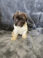 AKC Parti Girl 2, TEXT 520-254-7407, a female Havanese for sale in Casa Grande, AZ – 5 of 10