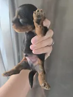 AKC Male - TEXT 520-254-7407 , a male Yorkshire Terrier for sale in Casa Grande, AZ – 3 of 10
