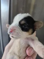 AKC Parti Yorkie Female - TEXT 520-254-7407 , a female Yorkshire Terrier for sale in Casa Grande, AZ – 6 of 10