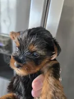 AKC Male - TEXT 520-254-7407 , a male Yorkshire Terrier for sale in Casa Grande, AZ – 3 of 9