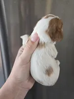 AKC Blenheim Female - TEXT 520-254-7407 , a female Cavalier King Charles Spaniel for sale in Casa Grande, AZ – 7 of 9