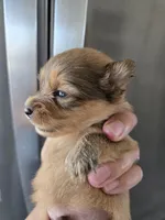 AKC Parents - Yorkie/Pomeranian Mix - TEXT 520-254-7407 , a male Pomeranian and Yorkshire Terrier for sale in Casa Grande, AZ – 4 of 10