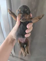 AKC Female - TEXT 520-254-7407 , a female Yorkshire Terrier for sale in Casa Grande, AZ – 4 of 9