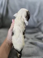 AKC Rosey's White Tri-Color Boy, TEXT 520-254-7407 , a male Cocker Spaniel for sale in Casa Grande, AZ – 5 of 7
