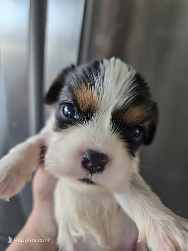 AKC Female - TEXT 520-254-7407  – Cavalier King Charles Spaniel puppy for sale in Casa Grande, AZ