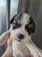 AKC Female - TEXT 520-254-7407 , a female Cavalier King Charles Spaniel for sale in Casa Grande, AZ – 1 of 9