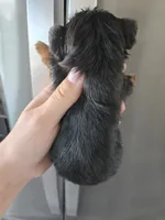 AKC Male - TEXT 520-254-7407 , a male Yorkshire Terrier for sale in Casa Grande, AZ – 7 of 9