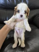 AKC Male, a male Cavalier King Charles Spaniel for sale in Casa Grande, AZ – 3 of 10